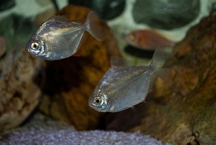 silver dollar fish pair