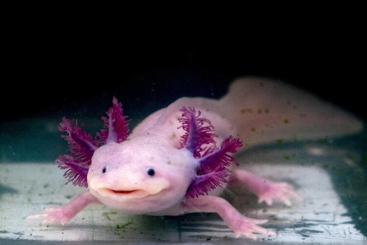 cute pink axolotl