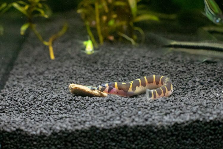 How Many Kuhli Loaches Can You Have In a 20 Gallon Tank? | It's A Fish Thing