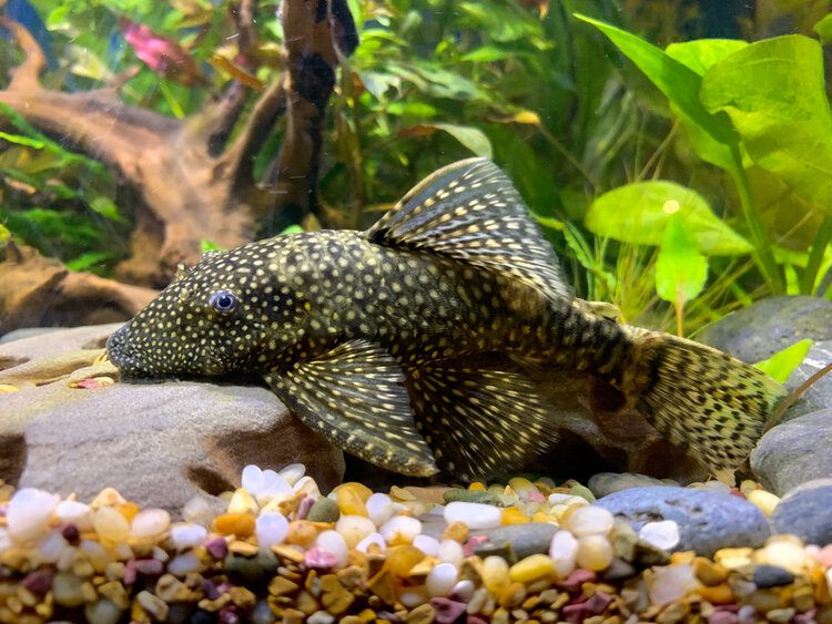 Bristlenose Pleco Guide: How Many Can Live In A 20 Gallon Tank? | It's A Fish Thing