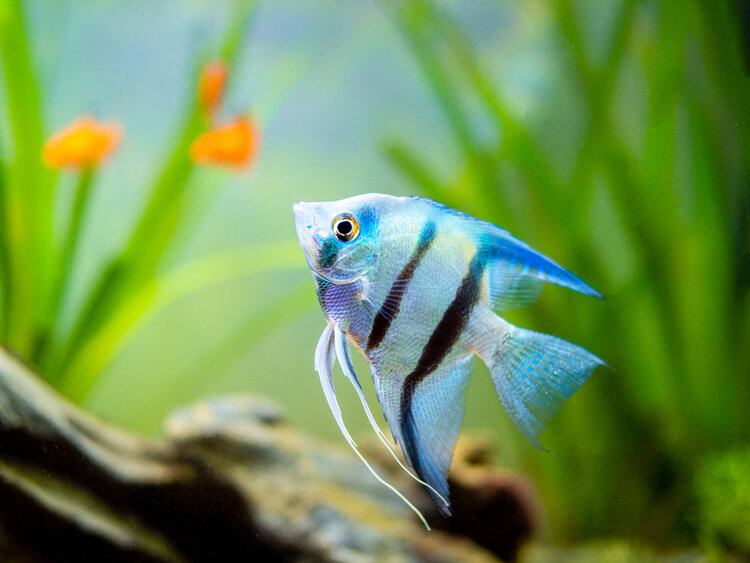 Why Is My Angel Fish Gasping At The Surface? 5 Possible Reasons | It's A Fish Thing