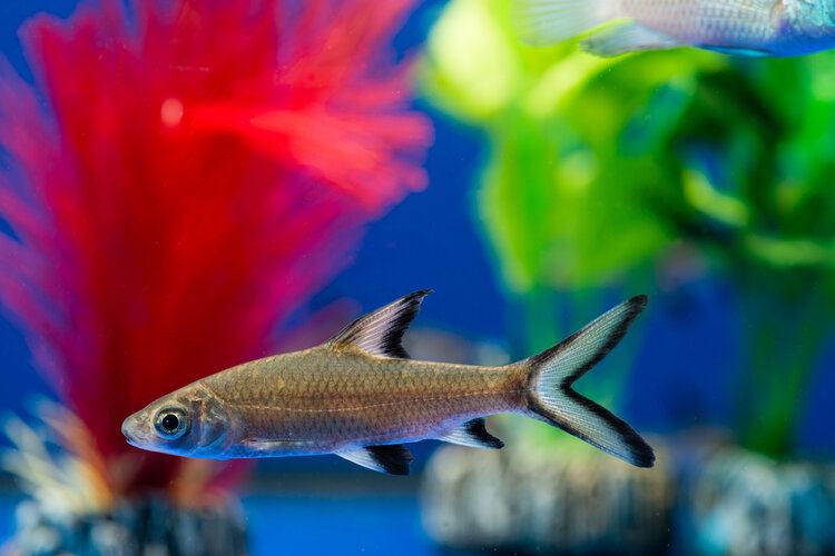 Bala Shark Guide: How Many Can You Have In A 10 Gallon Tank? | It's A Fish Thing