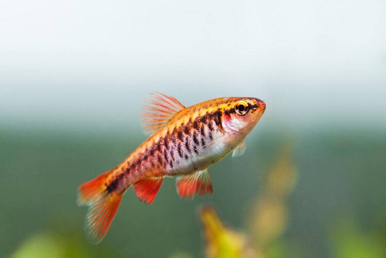 Cherry Barb Guide: How Many Can You Have in a 20 Gallon Tank? | It's A Fish Thing