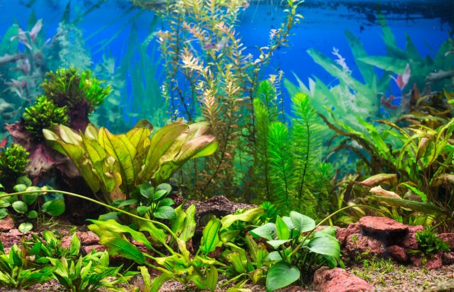 رعاية Aquariu نبات المياه