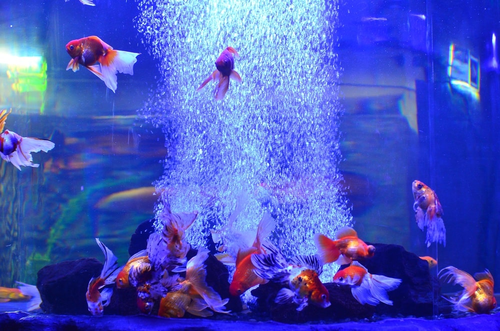 tank bubbles aquarium