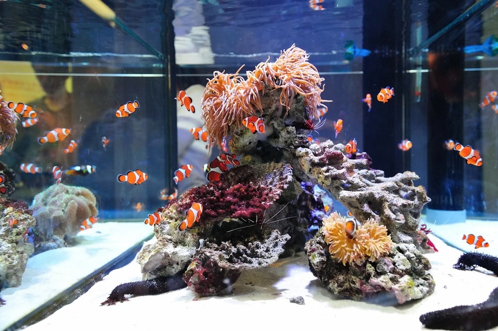 Clown fish in aquarium tank