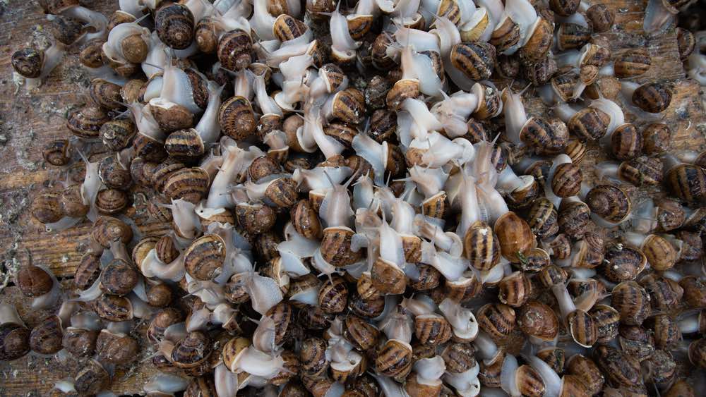 snail farm with snails reproducing