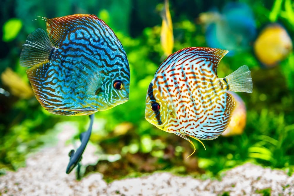 How Many Discus In A 60 Gallon Tank? | It's A Fish Thing
