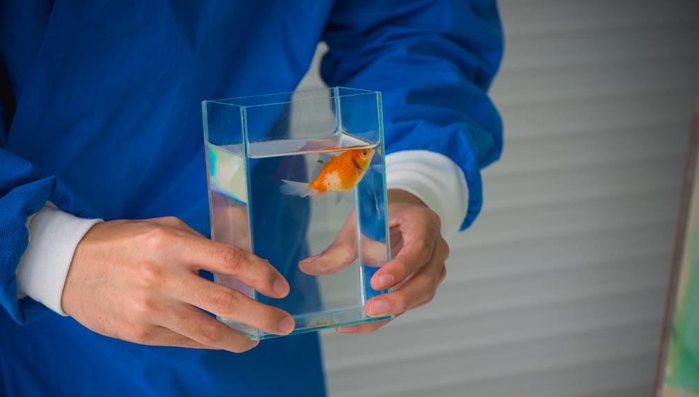 et-treatment-for-sick-goldfish