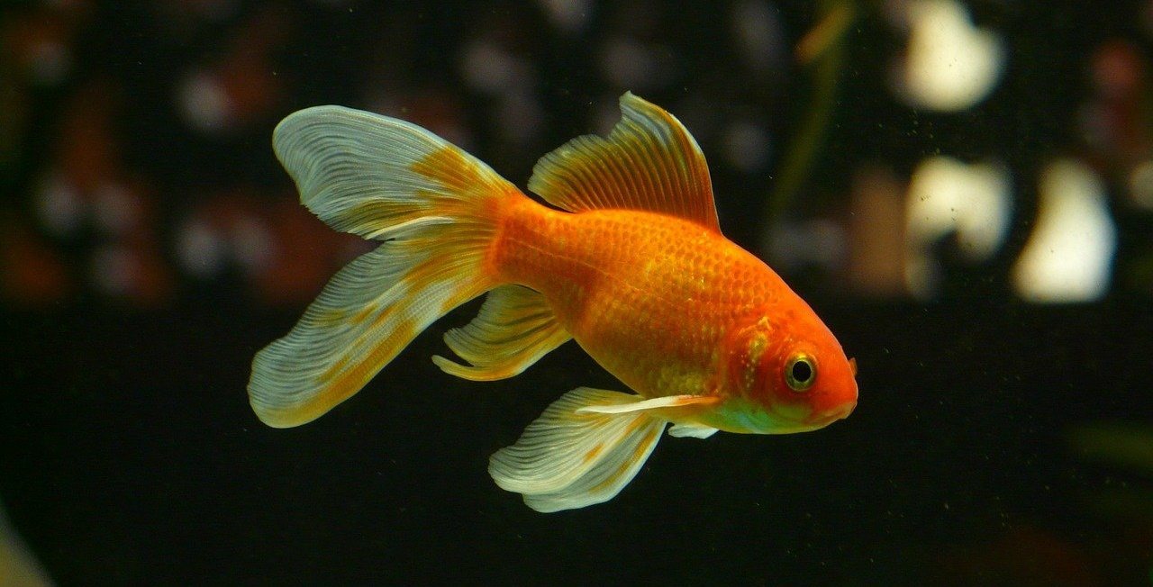 A goldfish