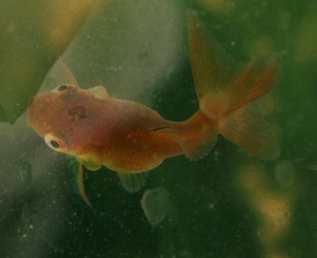 Curled_gill_goldfish-commons wikimedia