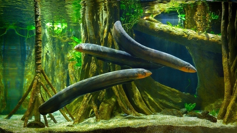 Electric-eel-in-freshwater-aquarium_tristan-tan_shutterstock