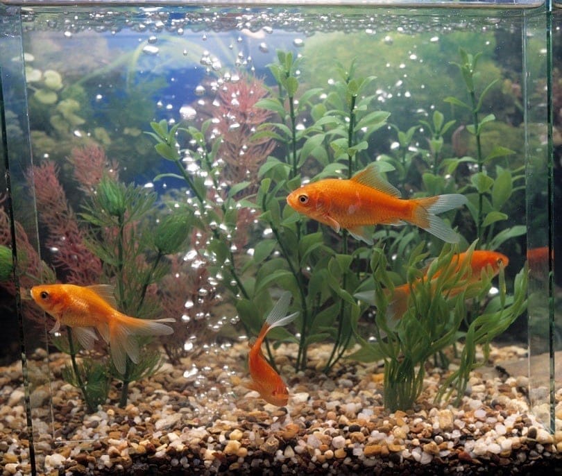 Gold fish aquarium
