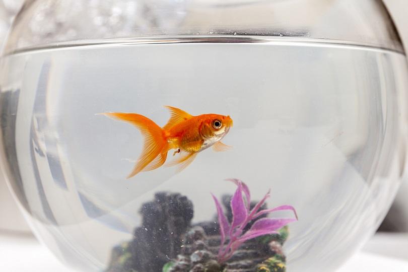 Goldfish,In,An,Aquarium,,Close,Up