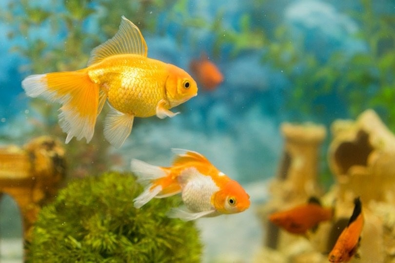 Goldfish-in-freshwater-aquarium-live-rock_Petrychenko-Anton_shutterstock