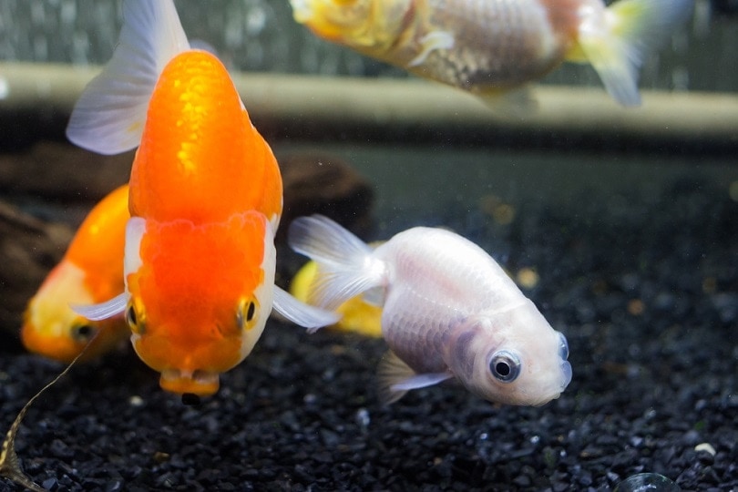 Ranchu-Goldfish-Lionhead-Aquarium_Negnut_shutterstock