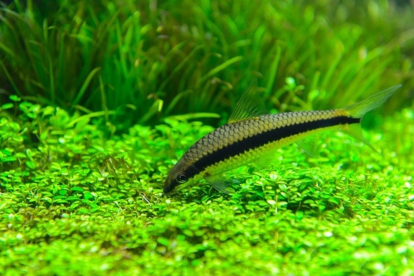 10 Best Algae Eater Fish to Keep Your Tank Clean (With Pictures) | It's A Fish Thing