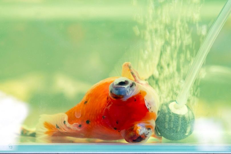 Sick goldfish lying _mrk3PHOTO_Shutterstock