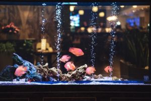 Tropical-fish-in-an-aerated-aquarium_sebastianpictures_shutterstock