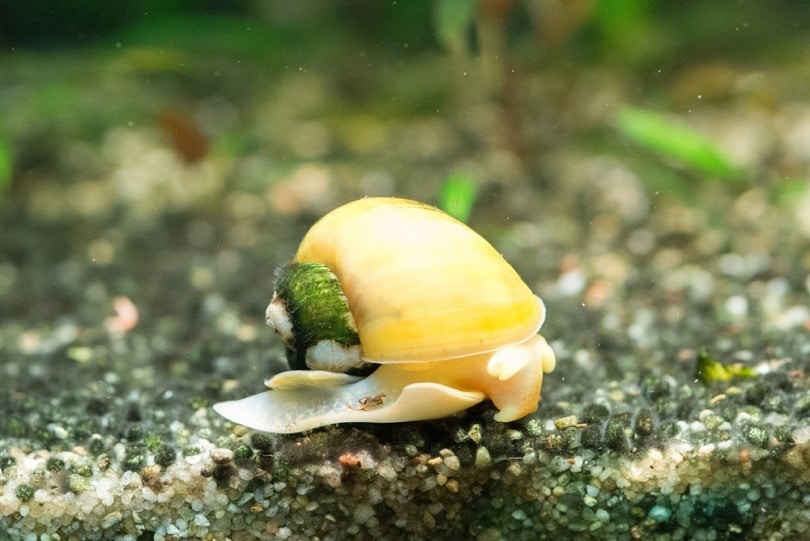 Yellow-apple-snail-with-shell-covered-with-green-algae_Corneliu-LEU_shutterstock
