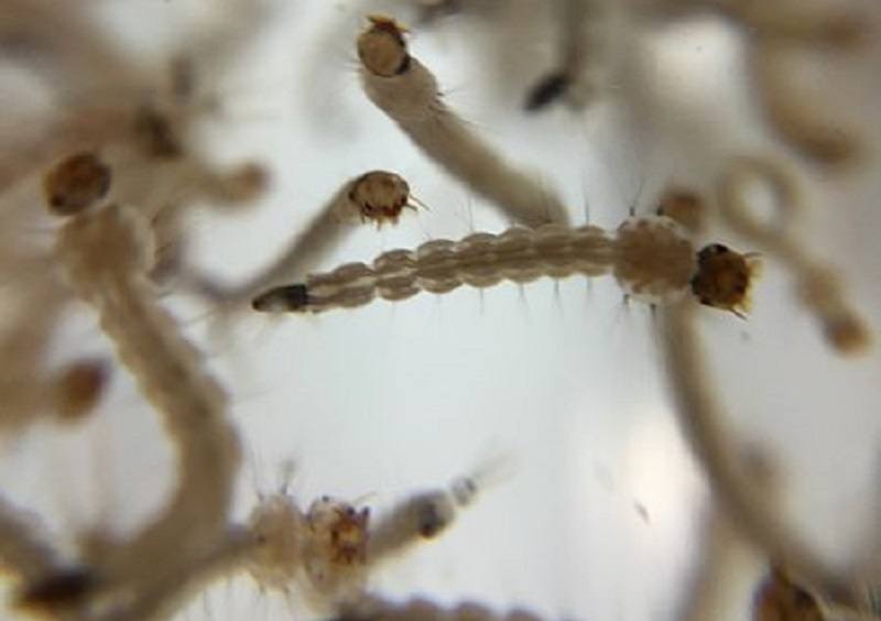 aedes aegypti mosquito larvae