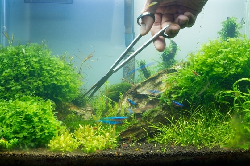 How to Trim Aquarium Plants (Easy) - Long Stemmed, Leafy & Bushy | It's A  Fish Thing