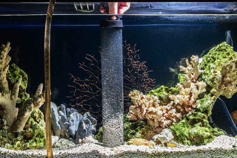 cleaning-freshwater-aquarium_Andrey_Nikitin_shutterstock