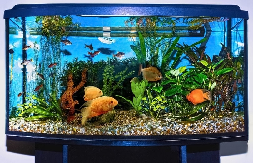 close up of aquarium tank_Solarisys_shutterstock