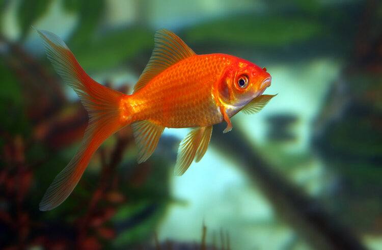 common goldfish