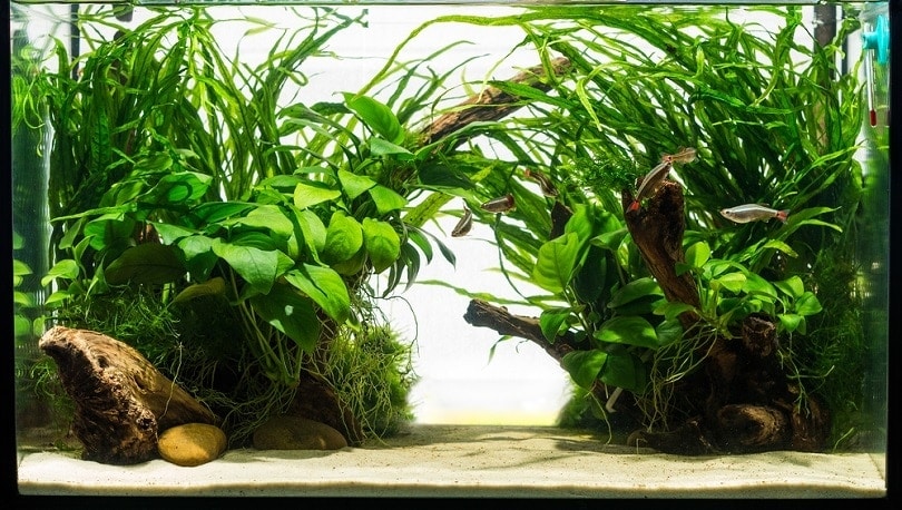 corporate aquarium with live plants