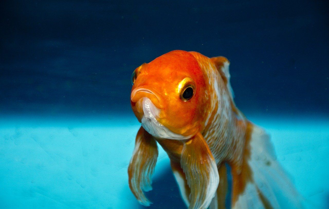 cute goldfish in tank