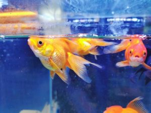 golden fish in small aquarium_jennywonderland_shutterstock