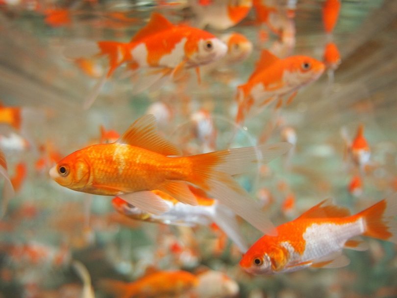 goldfish-aquarium-pixabay2