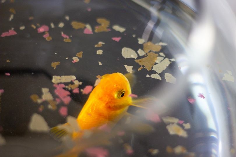 Can Goldfish Eat Tropical Fish Flakes? What You Need to Know! | It's A Fish Thing