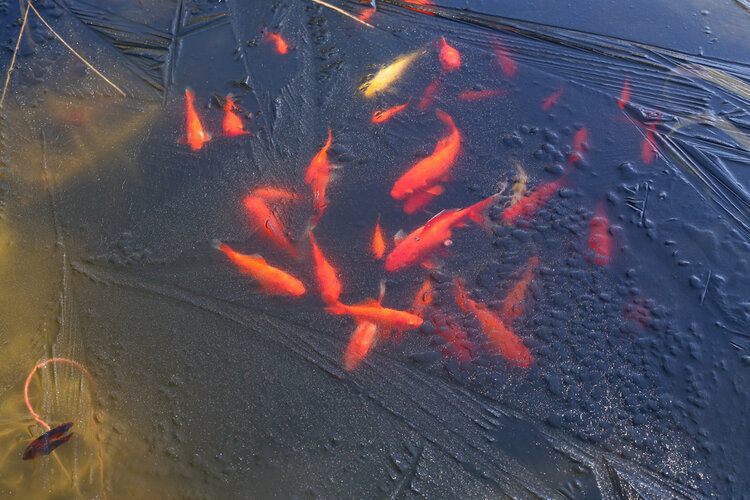 goldfish in frozen pond