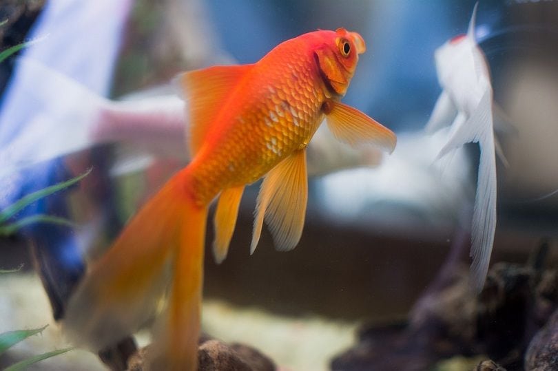 goldfish in tap water-pixabay