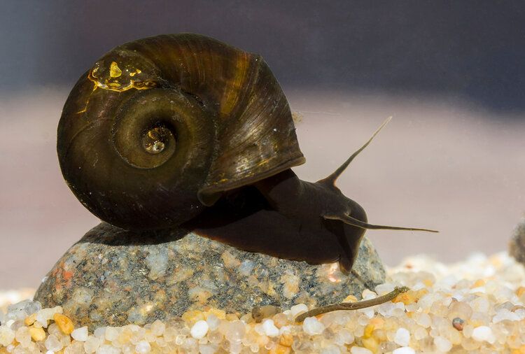 ramhorn snail