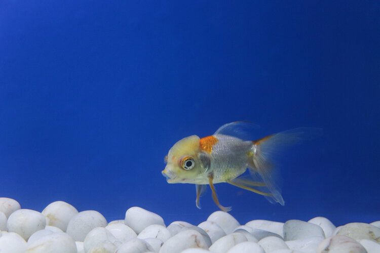 young goldfish