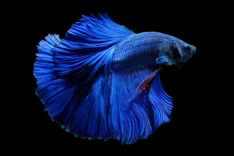 Blue colour betta fish