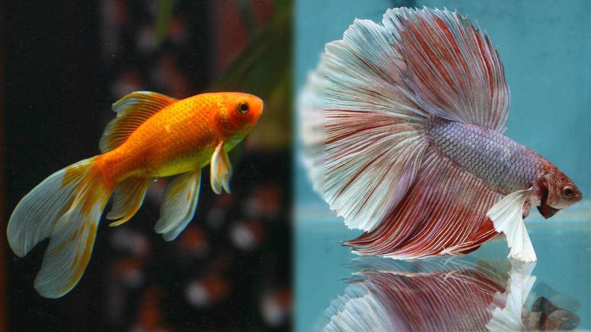 Can Betta Fish and Goldfish Live Together in the Same Tank? | It's A Fish Thing