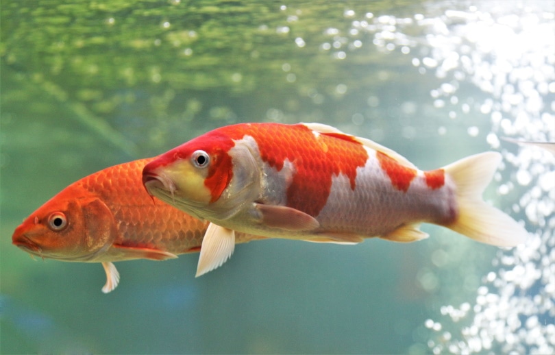 koi fish in fresh water aquarium