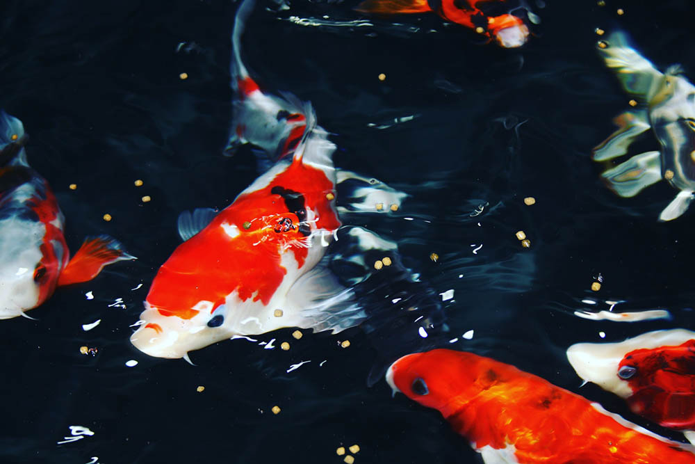 How Fast Do Koi Fish Grow? (With Chart) | It's A Fish Thing