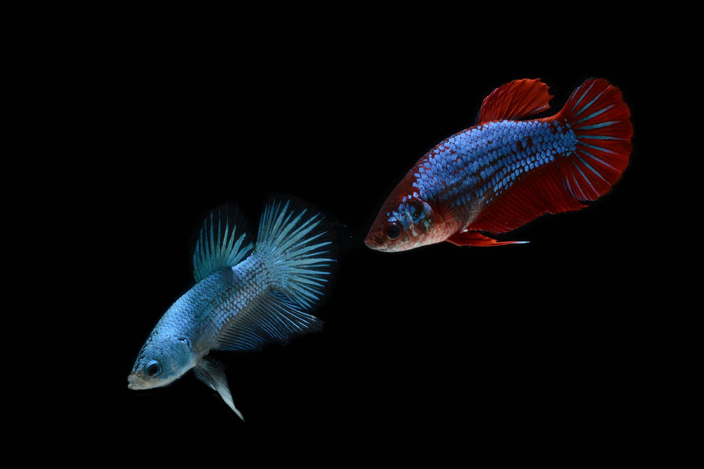 male and female plakat betta fish