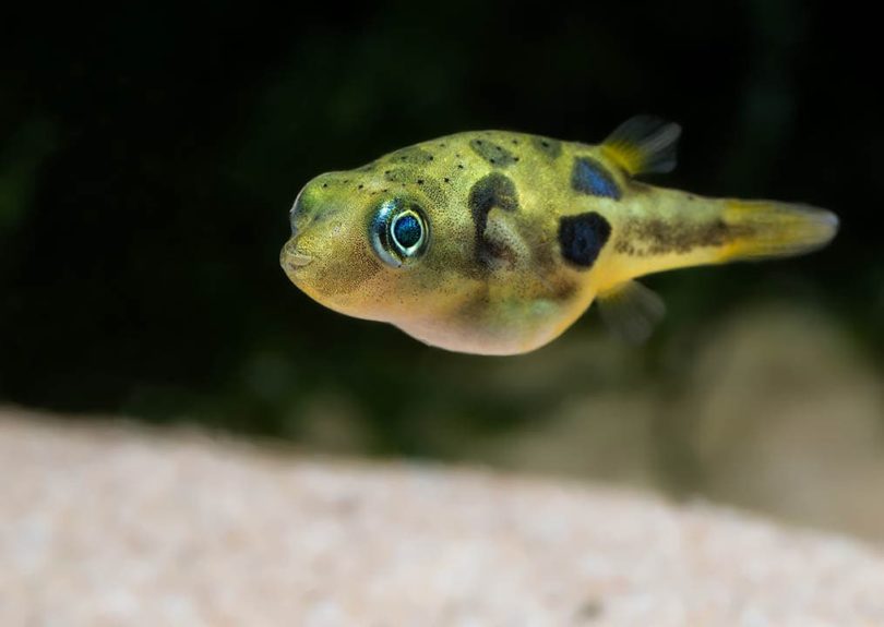 12 Best Tank Mates for Pea Puffers (With Pictures, Compatibility Guide 2022) | It's A Fish Thing
