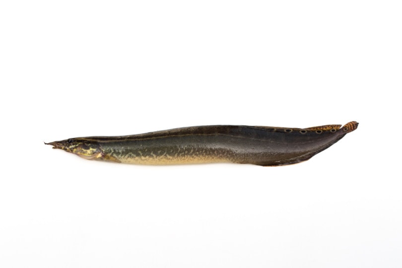 peacock eel on white background