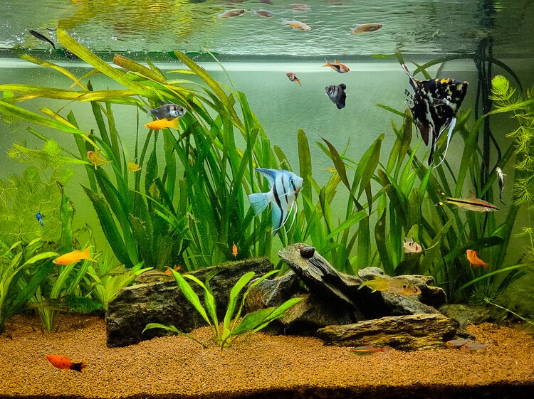 platy and others in tank