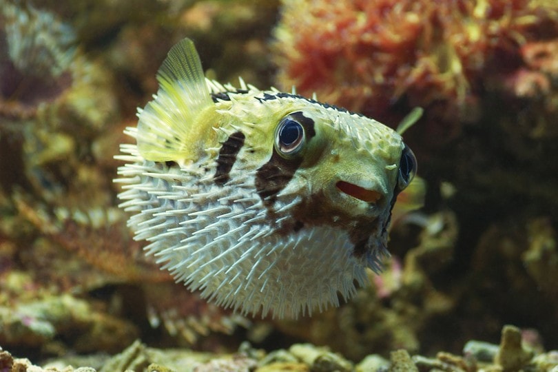 Porcupine Puffer Fish