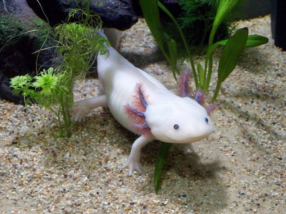 axolotl inside the tank