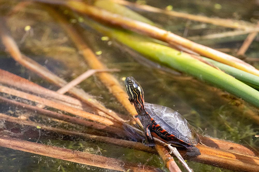 Baby Painted turtle in the swamp