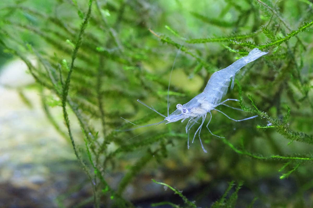 Ghost Shrimp in a tank